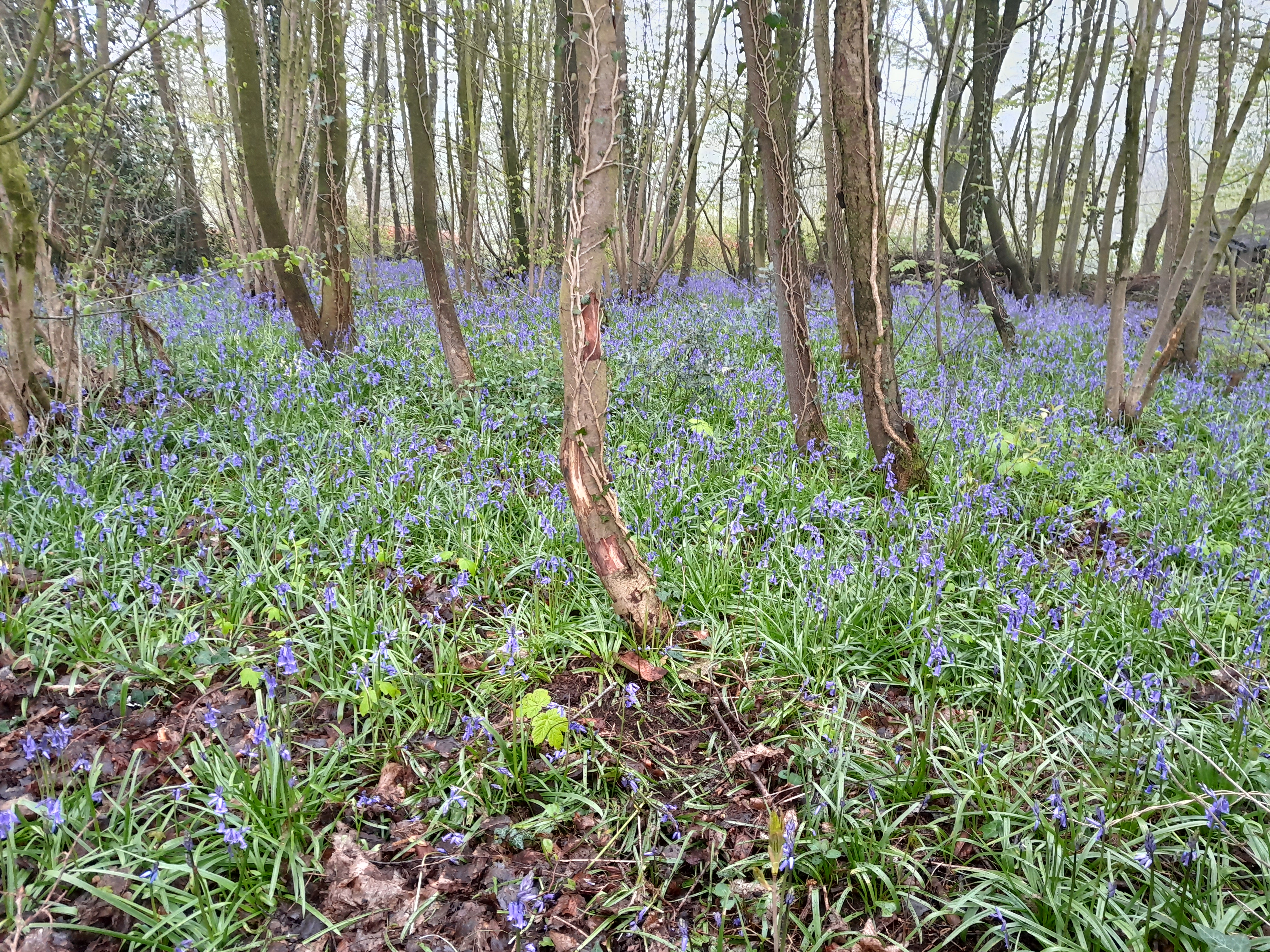 Wandeling in Loker-Heuvelland